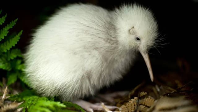 Co warto wiedzieć o kiwi z Nowej Zelandii unikalnym ptaku Co warto wiedzieć o kiwi z Nowej Zelandii unikalnym ptaku