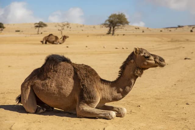 Oman: Zwierzęta i fauna - Co warto wiedzieć o przyrodzie tego kraju? Oman: Zwierzęta i fauna - Co warto wiedzieć o przyrodzie tego kraju?