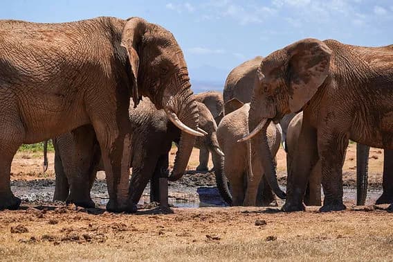 Najlepsze miejsca i zwierzęta na safari w RPA: co warto zobaczyć Najlepsze miejsca i zwierzęta na safari w RPA: co warto zobaczyć