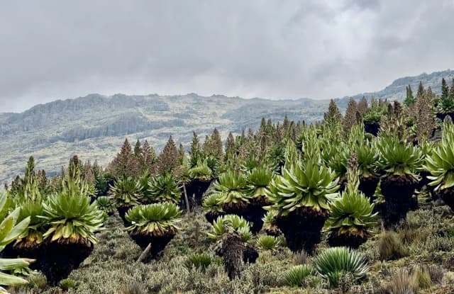 Najważniejsze szczyty górskie w Kenii dla miłośników górskich wędrówek Najważniejsze szczyty górskie w Kenii dla miłośników górskich wędrówek